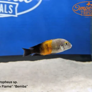 Orange Flame "Bemba" Tropheus