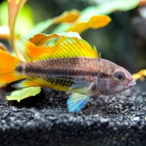 Orange Flash Cockatoo Dwarf Cichlid (Apistogramma cacatuoides), Tank-Bred