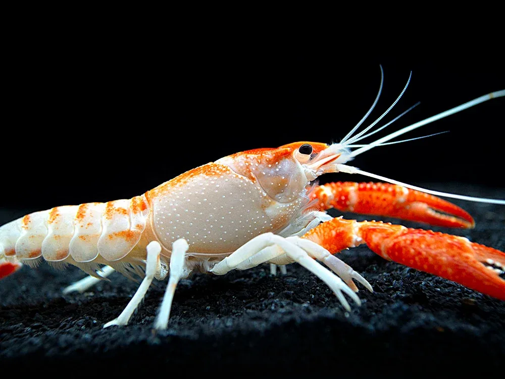 Orange Ghost AKA Fireball AKA Firecracker Crayfish (Procambarus clarkii “Orange Ghost"), Tank-Bred! - Image 2