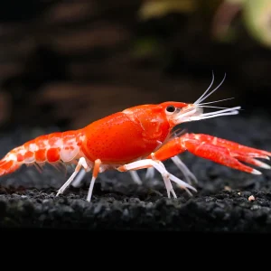 Orange Ghost AKA Fireball AKA Firecracker Crayfish (Procambarus clarkii “Orange Ghost"), Tank-Bred!