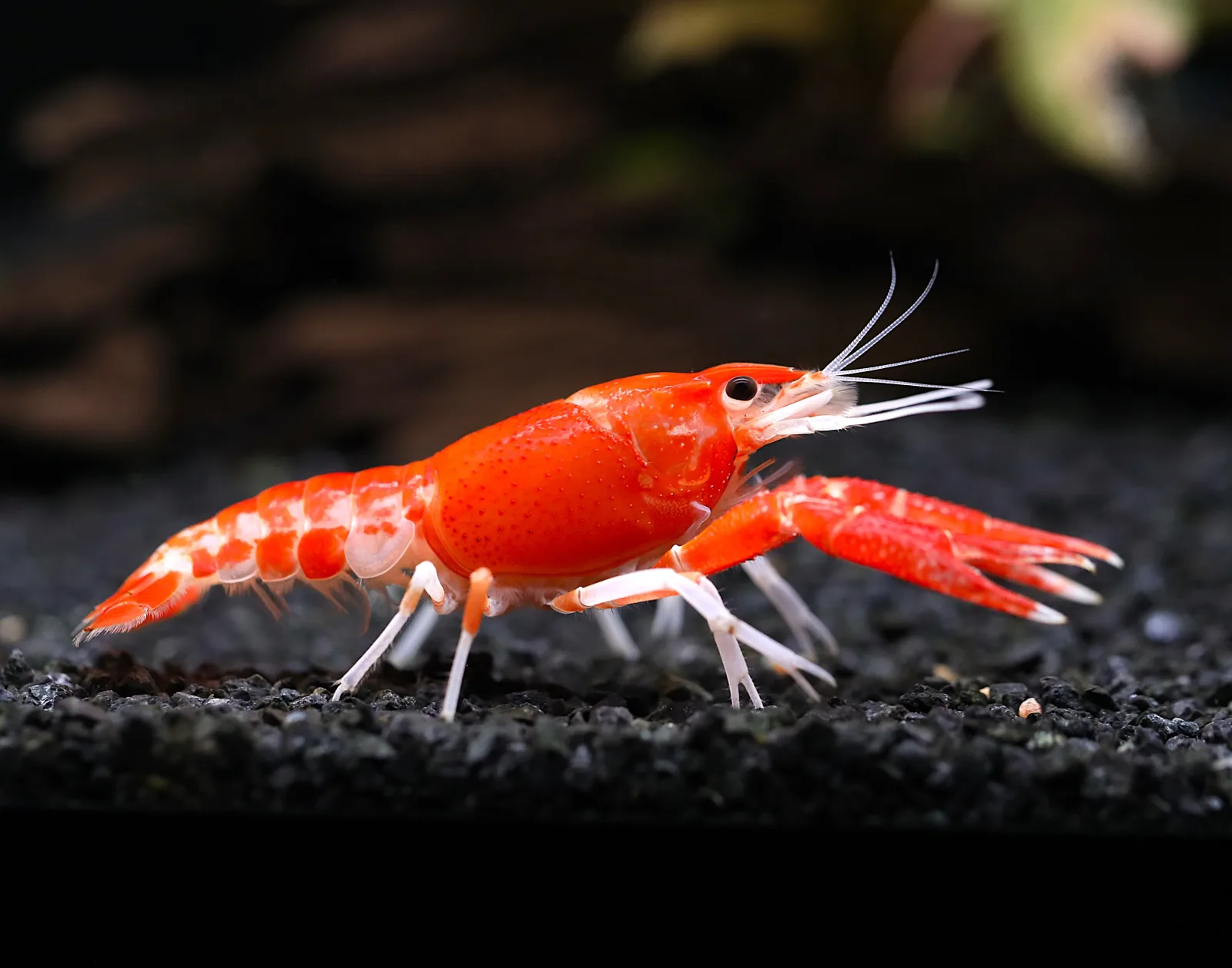 Orange Ghost AKA Fireball AKA Firecracker Crayfish (Procambarus clarkii “Orange Ghost"), Tank-Bred!