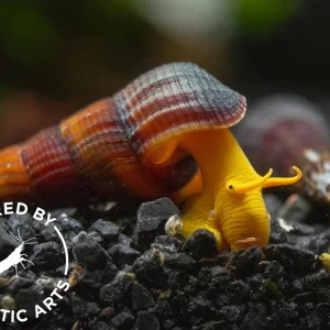 Orange Giant Sulawesi Rabbit Snail (Tylomelania gemmifera), BREDBY: AQUATIC ARTS