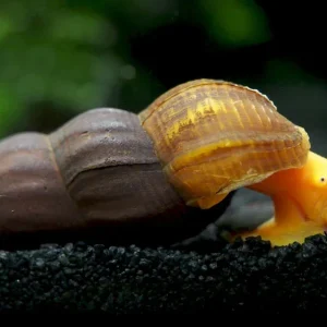 Orange Giant Sulawesi Rabbit Snail (Tylomelania gemmifera)