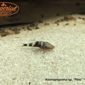 Orange Oto