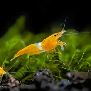 Orange Rili Shrimp Breeder Combo Box