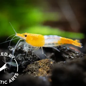 Orange Rili Shrimp (Neocaridina davidi), BREDBY: Aquatic Arts