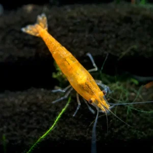 Orange Sakura Shrimp Breeder Combo Box