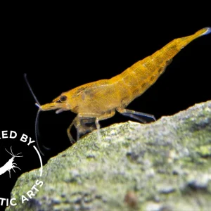 Orange Sakura Shrimp (Neocaridina davidi), BREDBY: Aquatic Arts