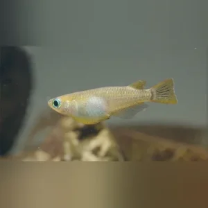 Orange Speckled Ricefish