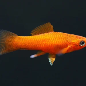 Orange Swordtail (Xiphophorus hellerii) – Locally Bred