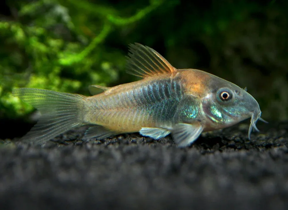 Orange Venezuelan Cory Catfish (Corydoras aeneus "Venezuela"), Tank-Bred - Image 2