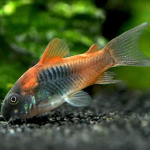 Orange Venezuelan Cory Catfish (Corydoras aeneus "Venezuela"), Tank-Bred