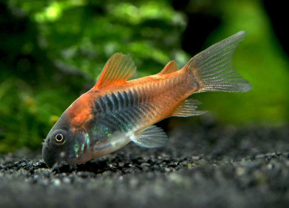 Orange Venezuelan Cory Catfish (Corydoras aeneus "Venezuela"), Tank-Bred