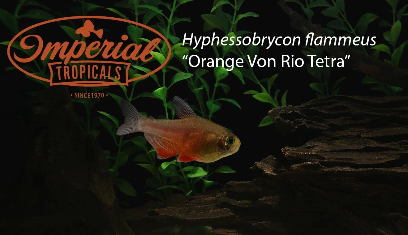 Orange Von Rio Tetra - Image 2