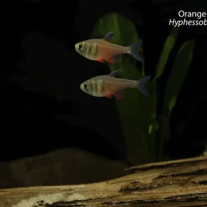Orange Von Rio Tetra