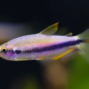 Orange Yellow Kerri Tetra (Inpaichthys cf. kerri “Orange Yellow”) – Tank Bred