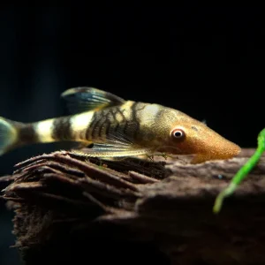 Orange Zebra AKA Robocop Otocinclus Catfish (Nannoptopoma sp. "Peru Orange")