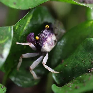 Orchid Vampire Crab (Geosesarma sp. Orchid )