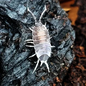Oreo Crumbles Isopods (Porcellionides pruinosus "Oreo Crumble") Bredby: Aquatic Arts