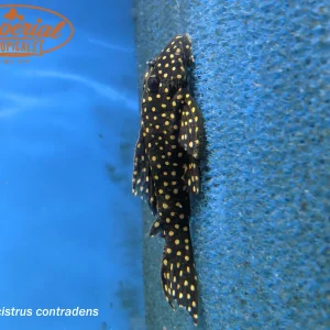 Orinoco Polka Dot Pleco