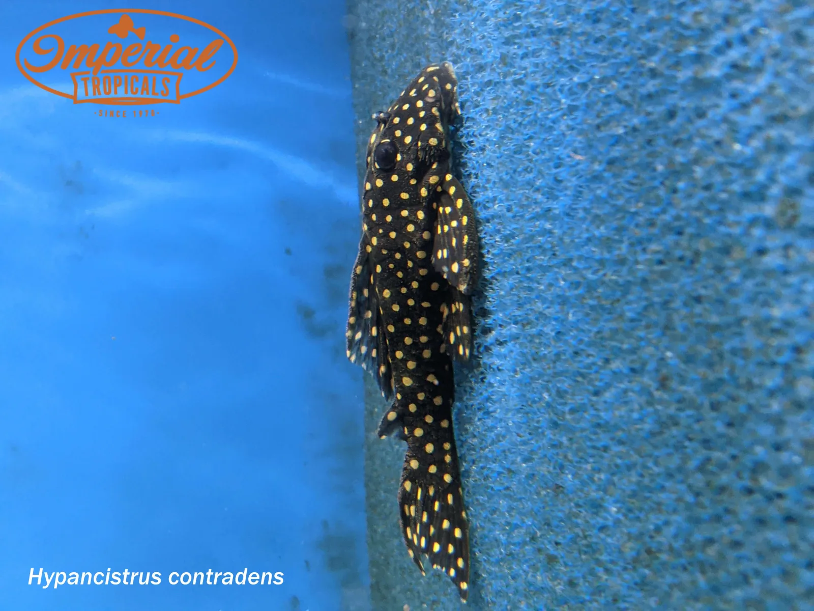 Orinoco Polka Dot Pleco