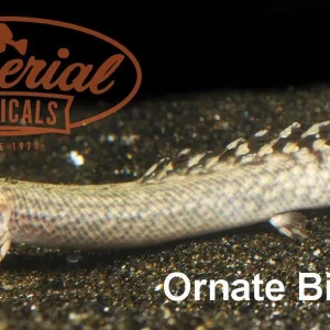 Ornate Bichir