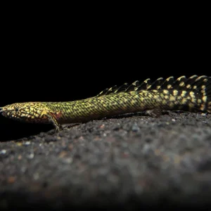 Ornate Bichir (Polypterus ornatipinnis) - Tank-Bred!