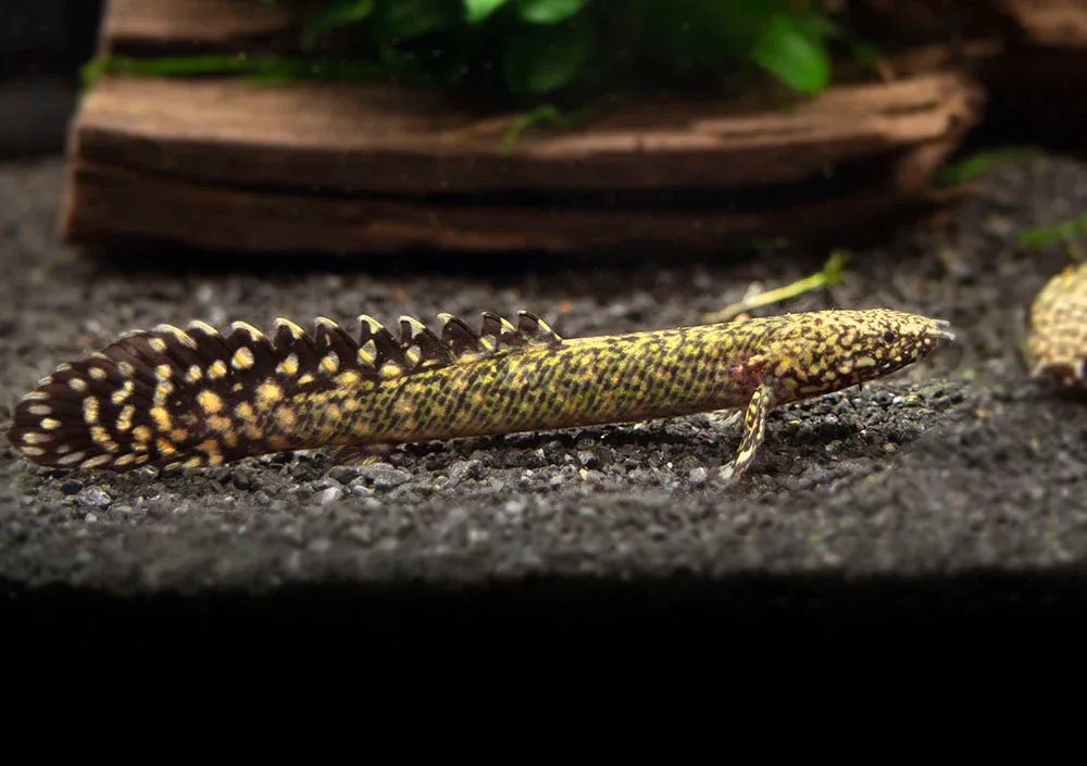 Ornate Bichir (Polypterus ornatipinnis) - Tank-Bred! - Image 2