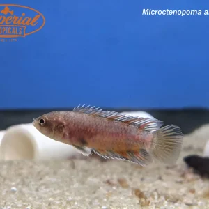 Ornate Bushfish