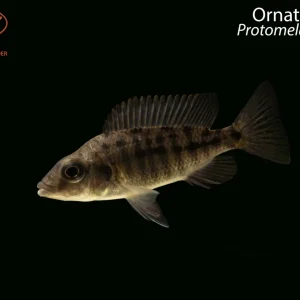 Ornate Hap (Protomelas ornatus)