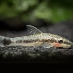 Otocinclus Catfish (Otocinclus macrospilus), Tank-Bred
