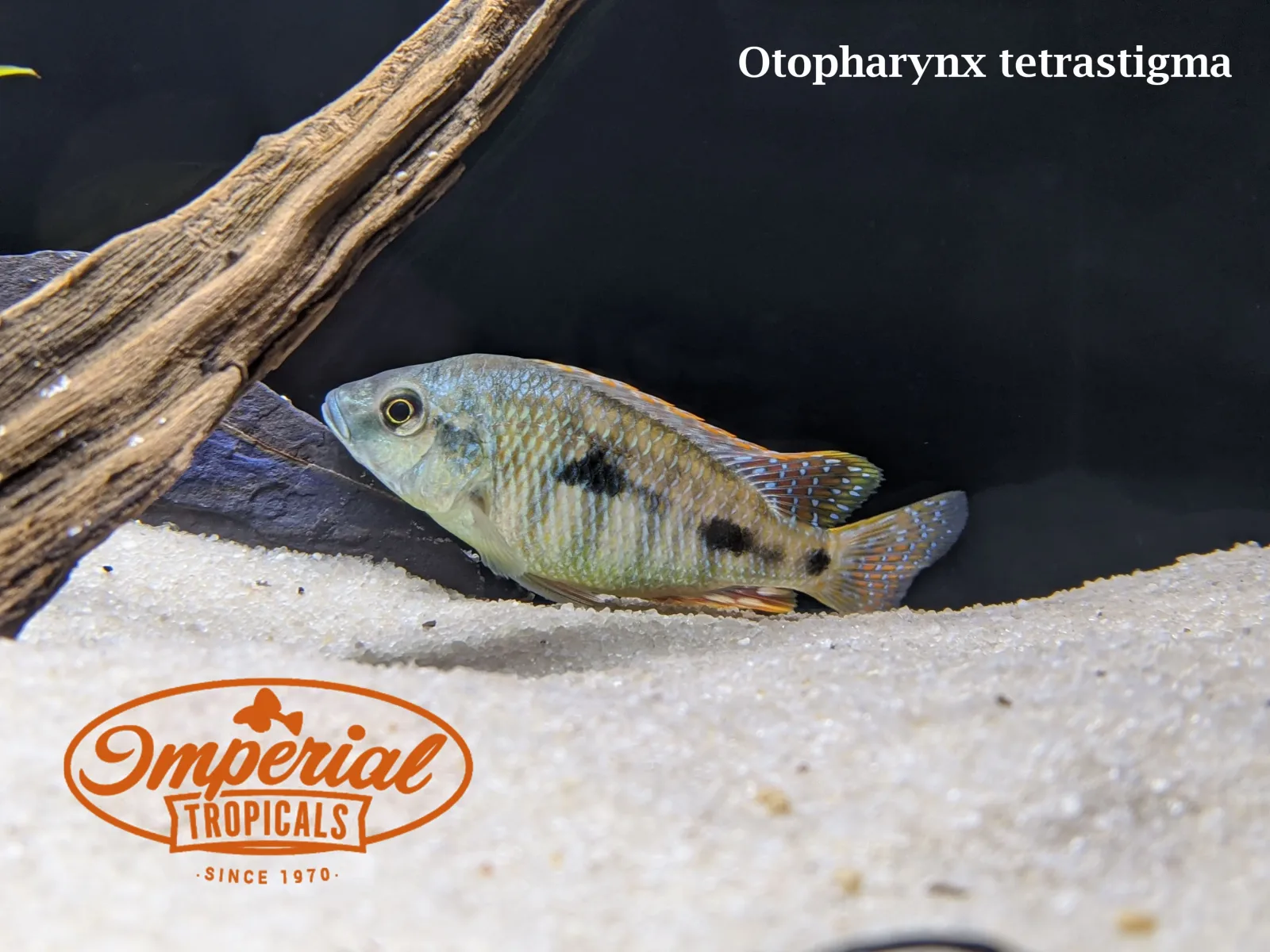 Otopharynx tetrastigma - Image 2
