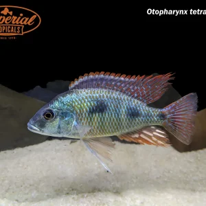 Otopharynx tetrastigma