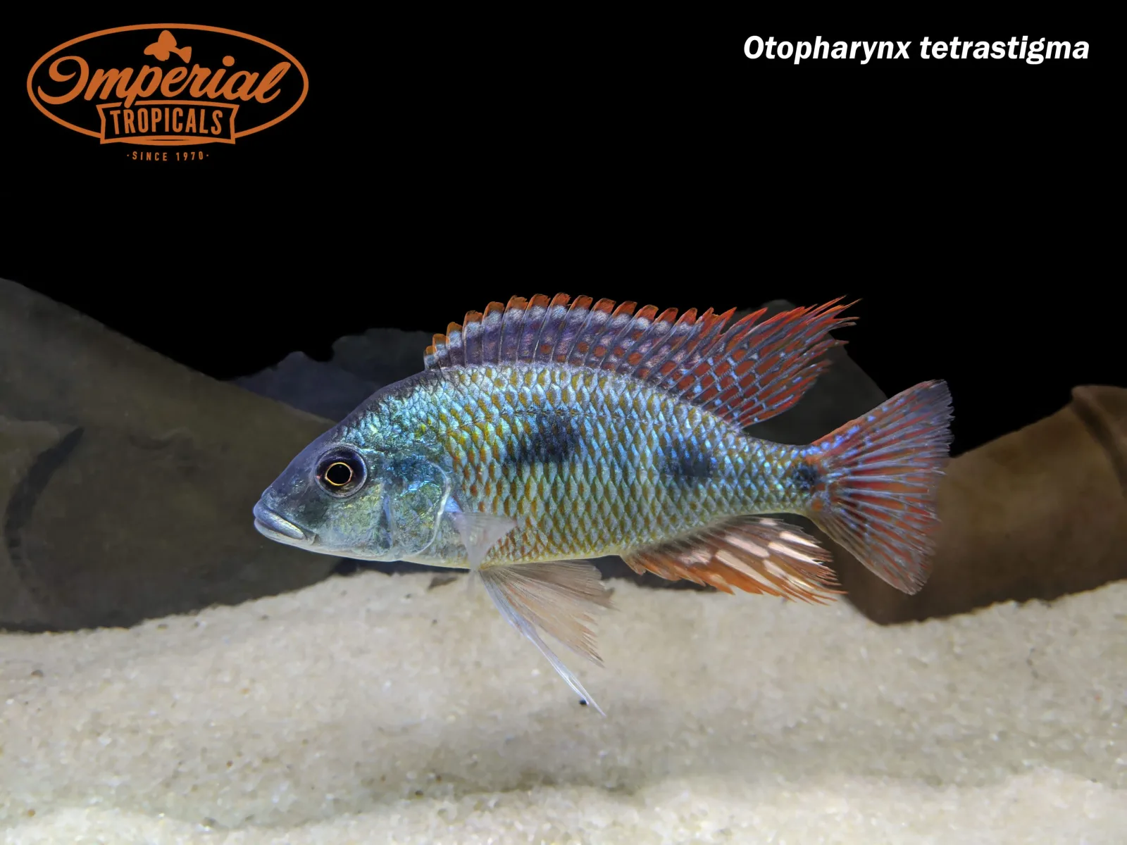 Otopharynx tetrastigma