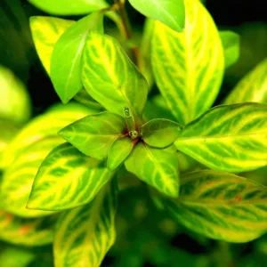 Oval Ludwigia (Ludwigia ovalis)