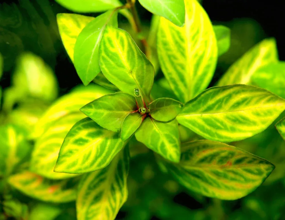 Oval Ludwigia (Ludwigia ovalis)