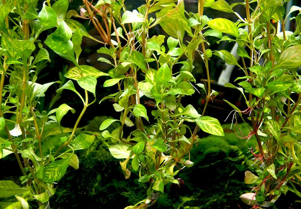 Oval Ludwigia (Ludwigia ovalis) - Image 2