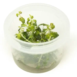 Oval Ludwigia Tissue Culture (Ludwigia ovalis)