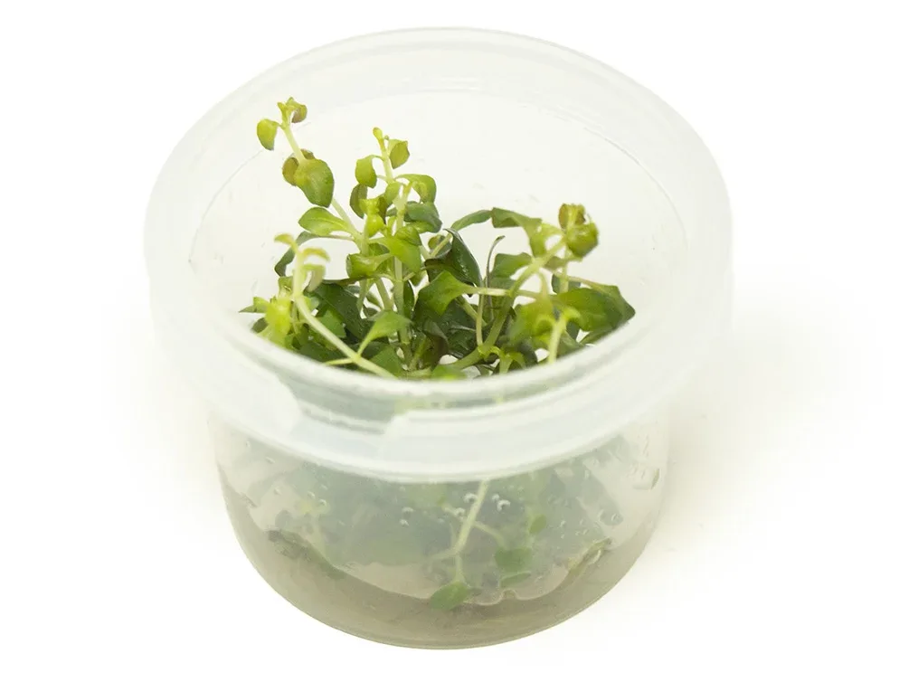 Oval Ludwigia Tissue Culture (Ludwigia ovalis)