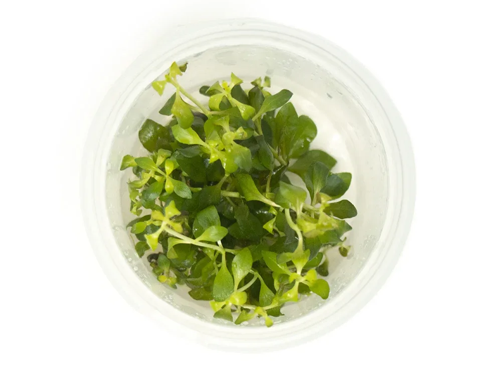 Oval Ludwigia Tissue Culture (Ludwigia ovalis) - Image 2