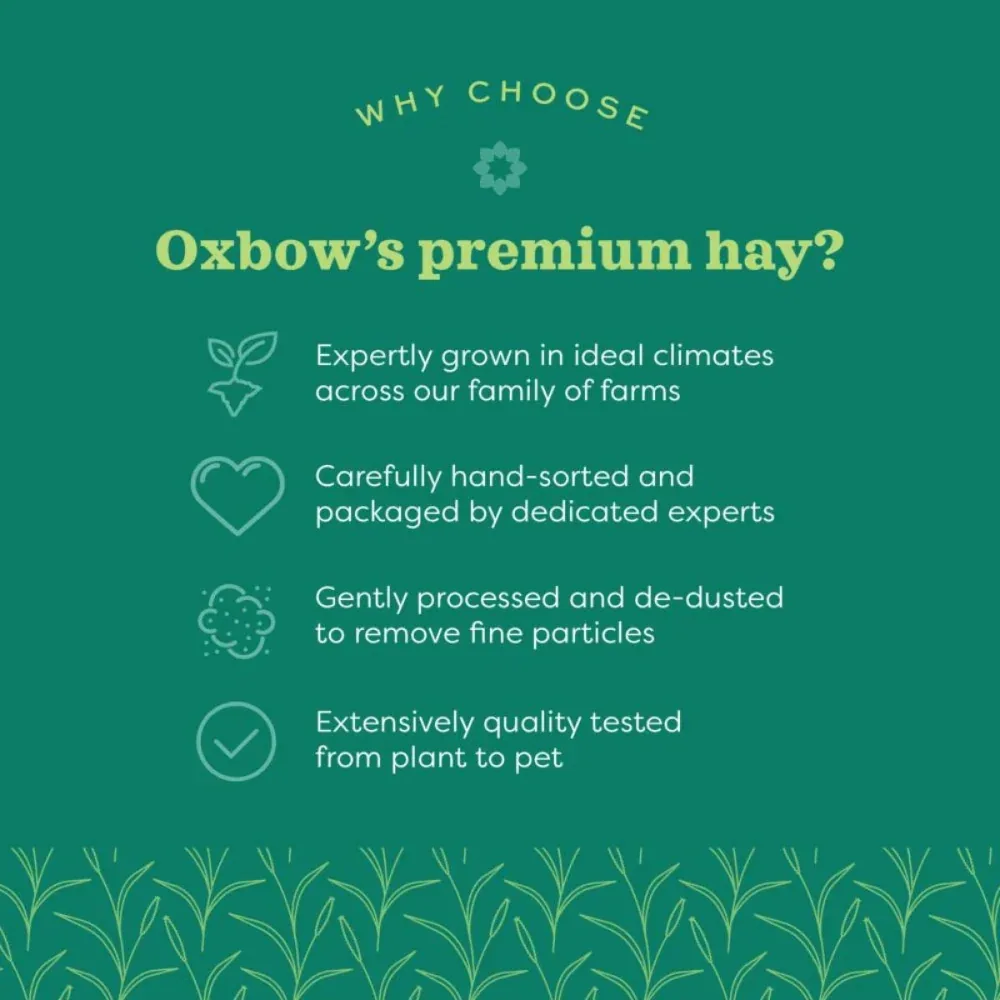 Oxbow Western Timothy Hay Dry Food for Rabbits, Hamsters and Guinea Pigs - Image 2