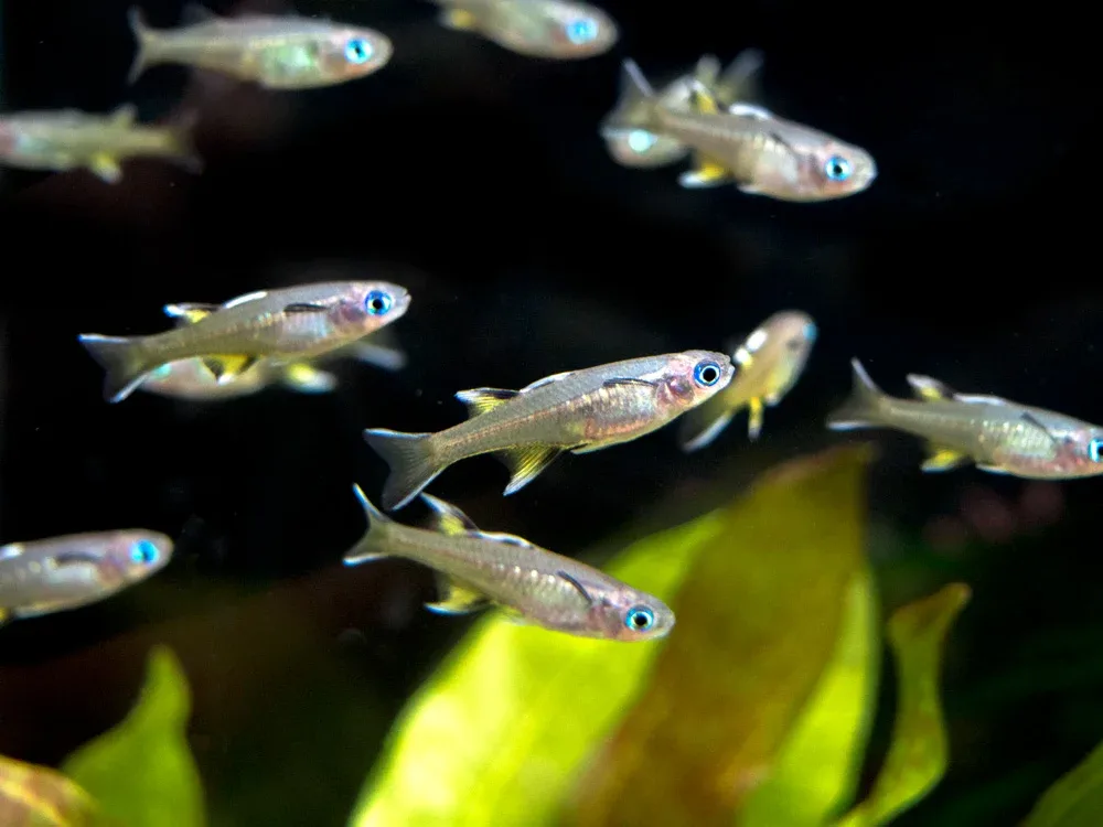 Pacific Signifier Blue Eye Rainbowfish (Pseudomugil signifer) - Tank-Bred! - Image 2