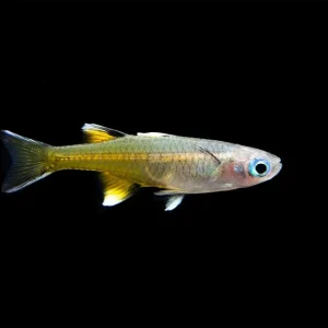 Pacific Signifier Blue Eye Rainbowfish (Pseudomugil signifer) - Tank-Bred!
