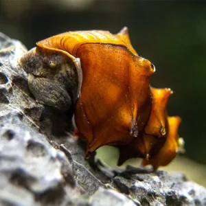 Pagoda Snails (Brotia pagodula)