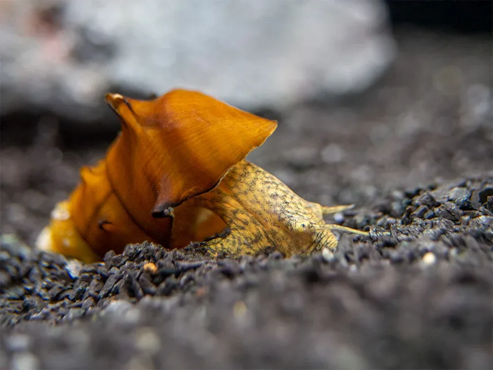 Pagoda Snails (Brotia pagodula) - Image 2