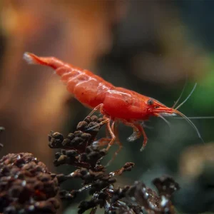 Painted Fire Red Cherry Shrimp Breeder Combo Box