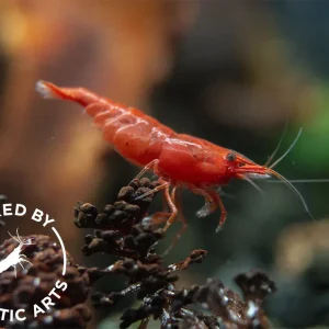 Painted Fire Red Shrimp (Neocaridina davidi), BREDBY: Aquatic Arts