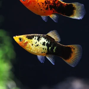 Painted Platy (Xiphophorus maculatus) - Tank Bred