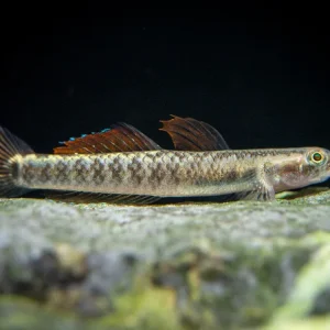 Palauan Riffle Dwarf Goby (Stiphodon pelewensis)