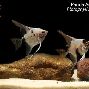 Panda Angelfish
